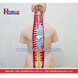 MÔ HÌNH NỘI TẠNG CƠ THỂ NỮ 85CM